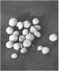 Macadamia nuts from native trees were gathered by the Aborigines when they lived solely in outlying areas of Australia. EPD Photos