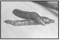 Cassava has a glossy, brittle skin, and is typically 6 to 8 inches long. EPD Photos