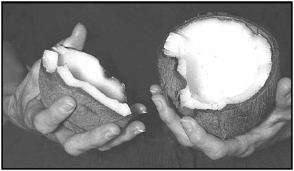 After baking, the hard shell of the coconut often cracks open. If the oven's heat didn't crack the shell, it can be broken open easily by striking with a hammer or rolling pin. EPD Photos