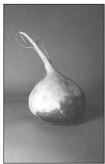 The turnip, popular for generations in the South, is the main ingredient in Old-Fashioned Turnip Soup. EPD Photos