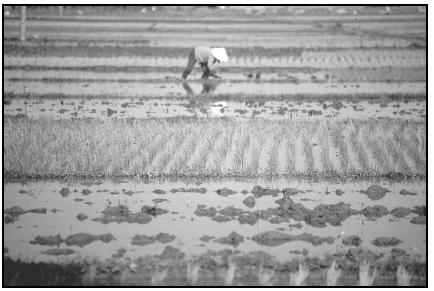 Planting and harvesting rice is labor intensive. Cory Langley